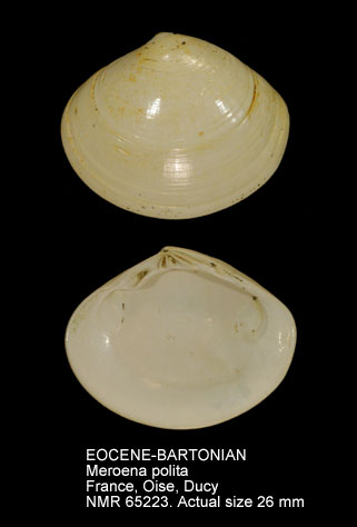 EOCENE-BARTONIAN Meroena polita.jpg - EOCENE-BARTONIANMeroena polita(Lamarck,1806)